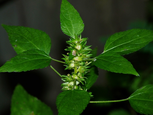 {Acalypha rhomboidea}